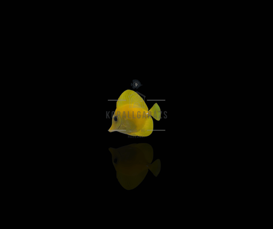 Zebrasoma Flavescens